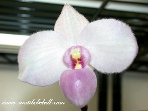 Paph delenatii 1.jpg